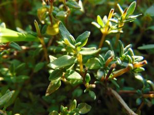 Thyme As A Good Companion For Brassicas