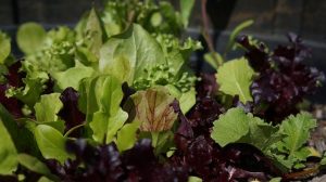 Which Plants Do Best In A Kratky Hydroponic System