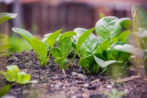 easiest vegetables to grow in pots-spinach