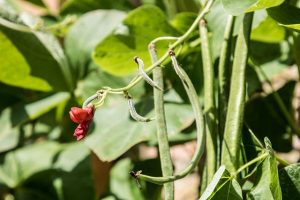 easy vegetables to grow in pots-beans