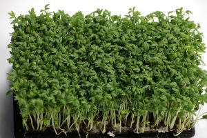 easy vegetables to grow in pots-cress
