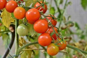 easy vegetables to grow in pots-tomatoes