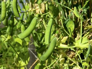 fast growing vegetables in pots-peas