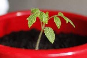 growing vegetables in pots for beginners