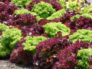 growing vegetables in pots for beginners-lettuce