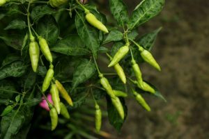 what vegetables grow well together in containers-chillis