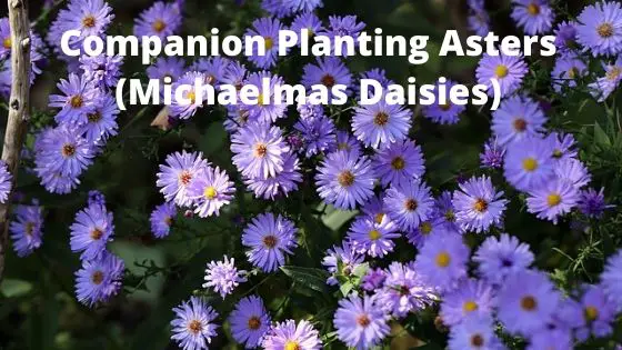 Companion Planting Asters(Michaelmas Daisies)
