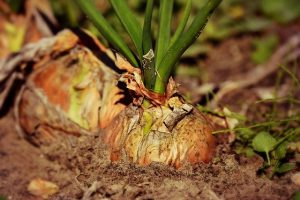 Companion Planting Brussels Sprouts-onions