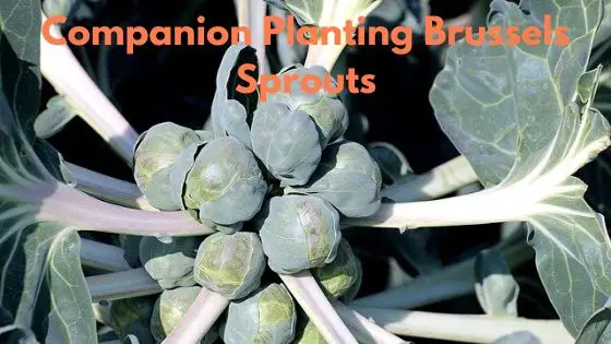 Companion Planting Brussels Sprouts