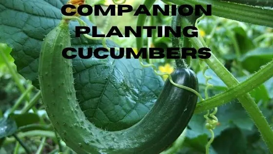 Companion Planting Cucumbers