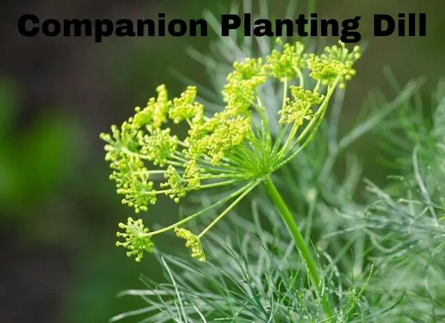 Dill Companion Plants / Get The Most From Your Garden With Companion