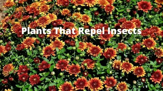 Plants That Repel Insects