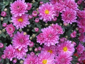 Companion Planting Asters(Michaelmas Daisies) - Growing Guides