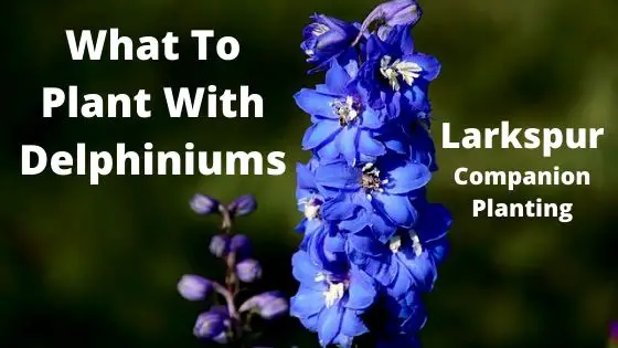 What To Plant With Delphiniums