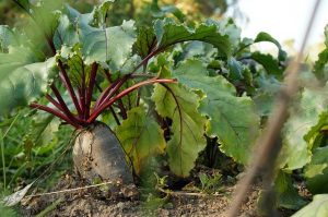 beetroot grows well with cucumbers