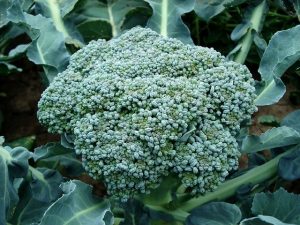 broccoli will benefit from the shade of the cucumber plant