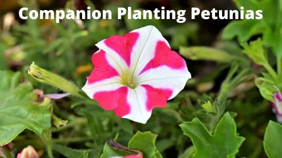 companion planting petunias