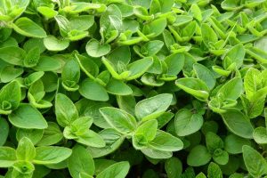 grow marjoram with cucumbers to attract pollinators