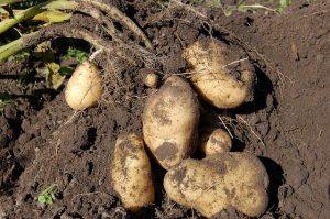 what not to grow with cucumbers-potatoes