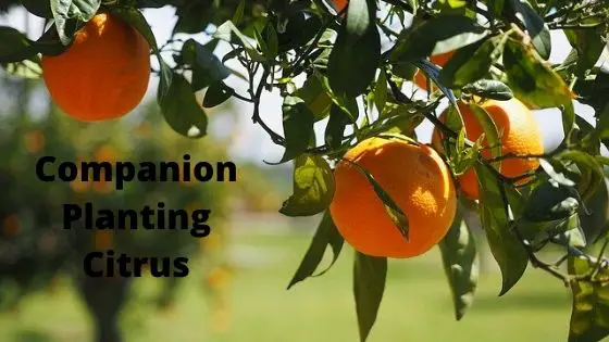 Companion Planting Citrus