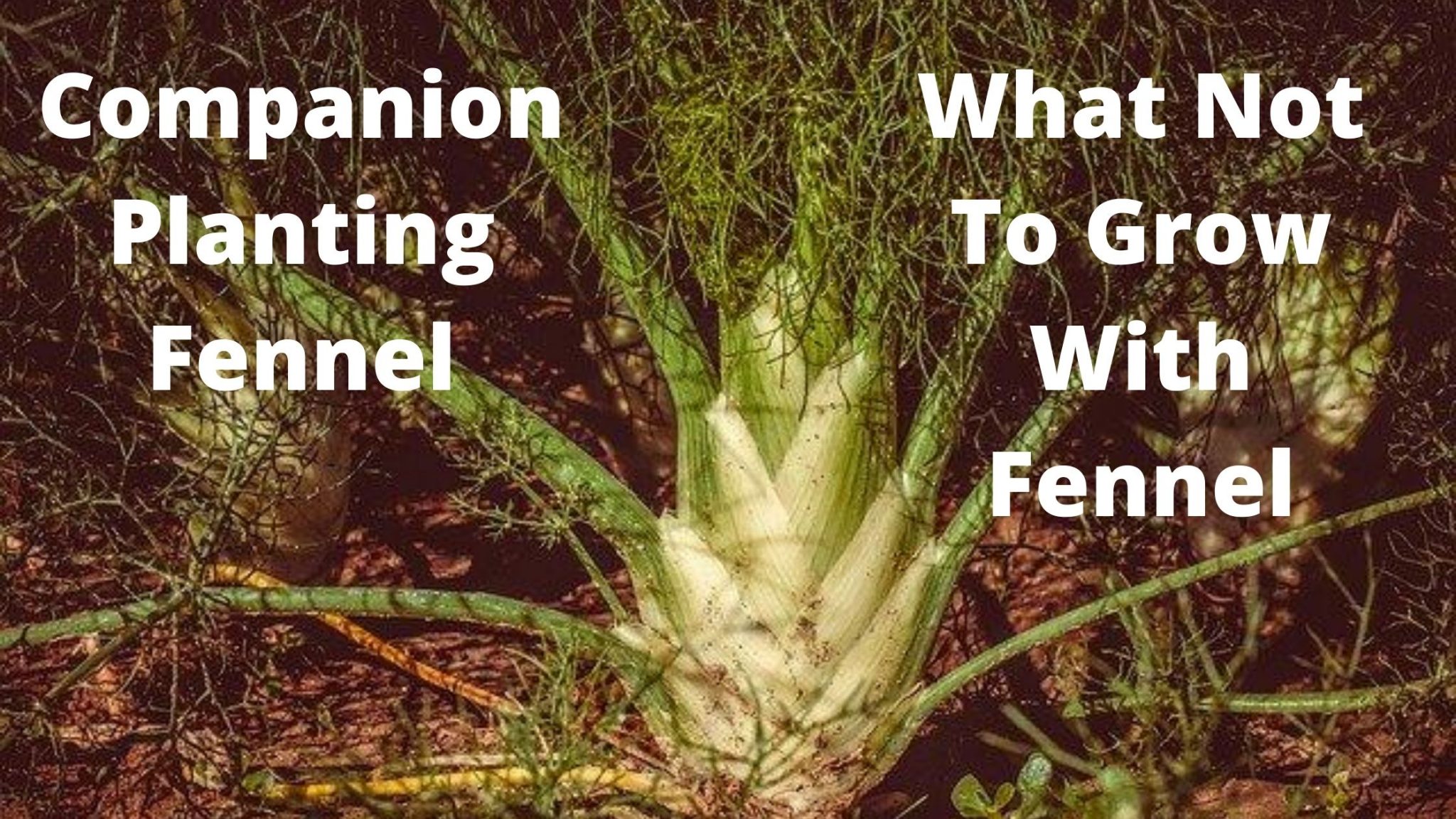 Image of Fennel companion fennel and basil