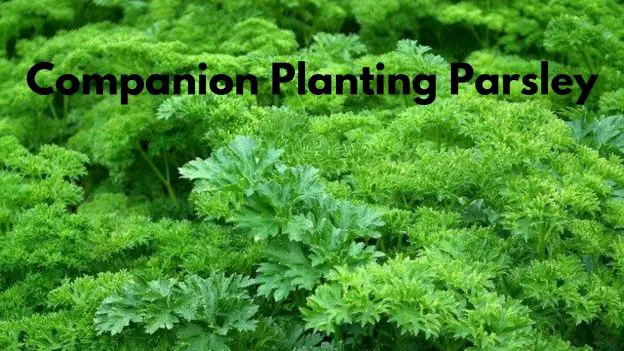 Companion Planting Parsley