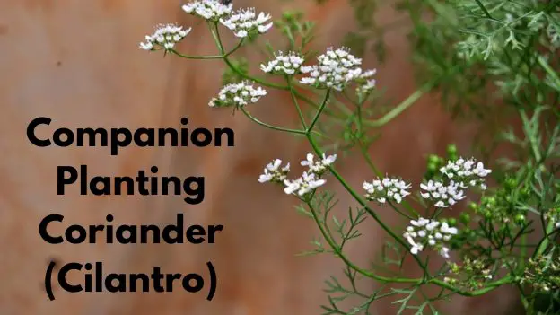 Companion Planting Coriander (Cilantro)
