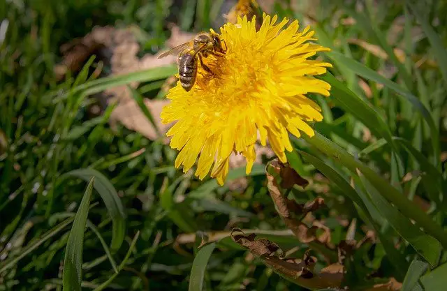 Hoverflies What Are They And Why Are They Important - Growing Guides