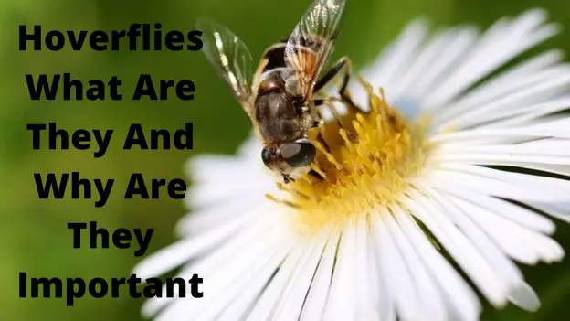 Hoverflies What Are They And Why Are They Important