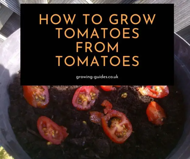 how to grow tomatoes from a tomato